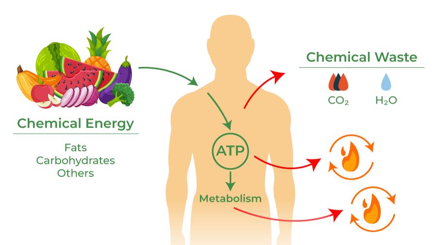 Diagram showing thermogenesis and fat oxidation process in the body