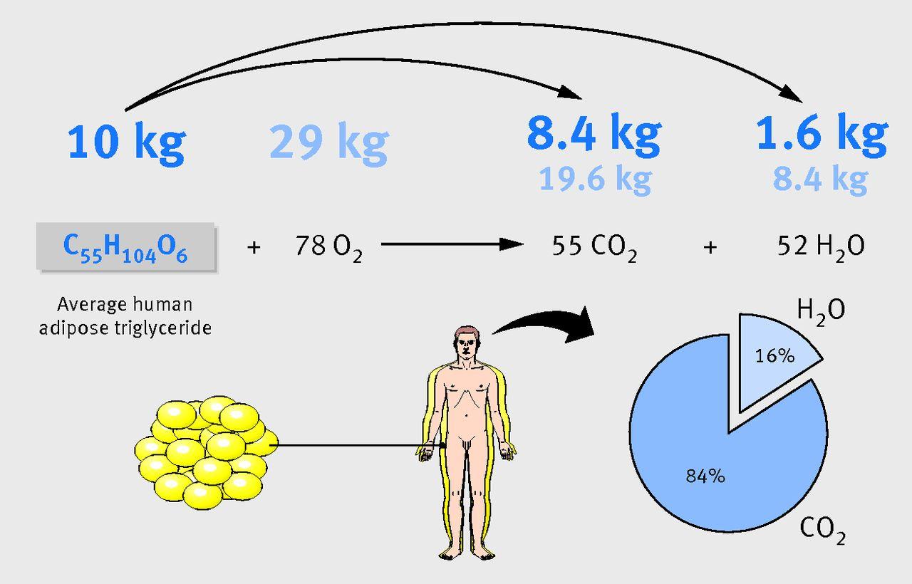 Mechanizmy spalania tłuszczu — termogeneza i metabolizm w Fat Burn Active