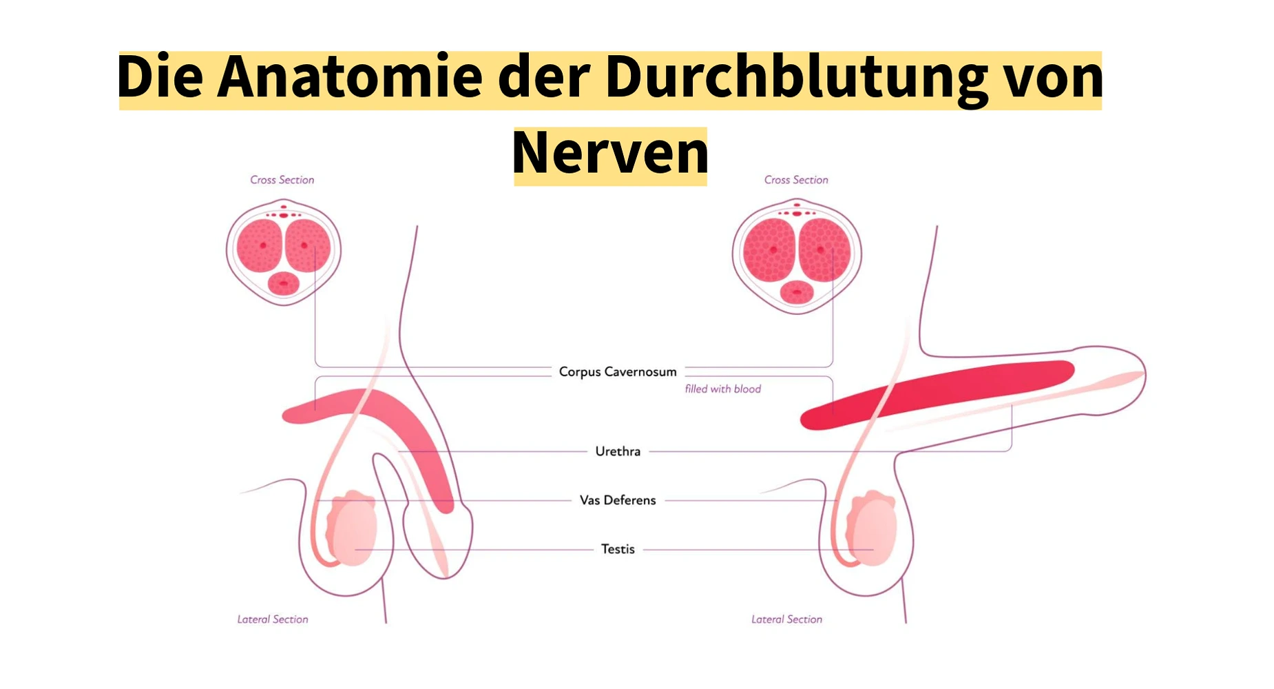 Member XXL Wirkungsweise Infografik – Durchblutung, Thermogenese, Nervenfunktion