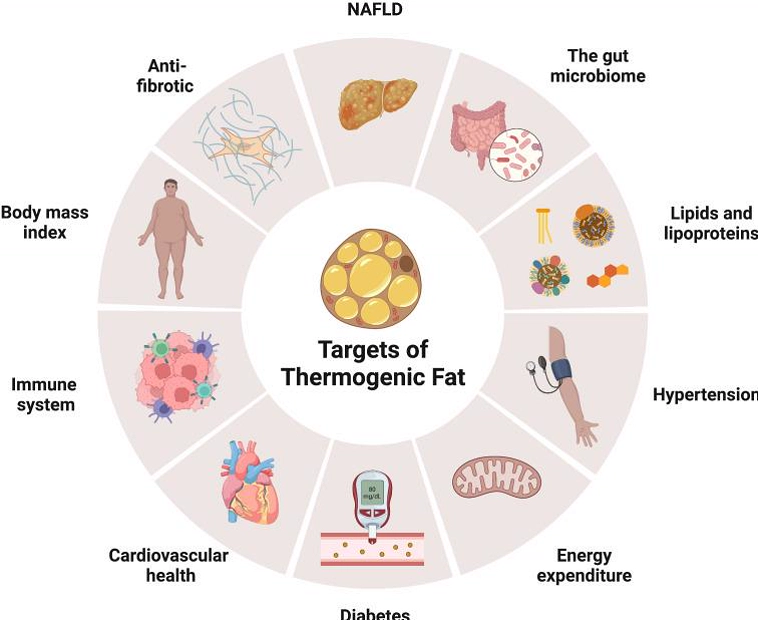 human metabolism fat burning thermogenesis diagram